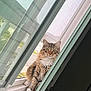 cat, tabby, window, windowsill, screen, pet, animal, feline, domestic_cat, fluffy, curious, sitting, indoor, natural_light, closeup, portrait, fur, whiskers, ears, paws