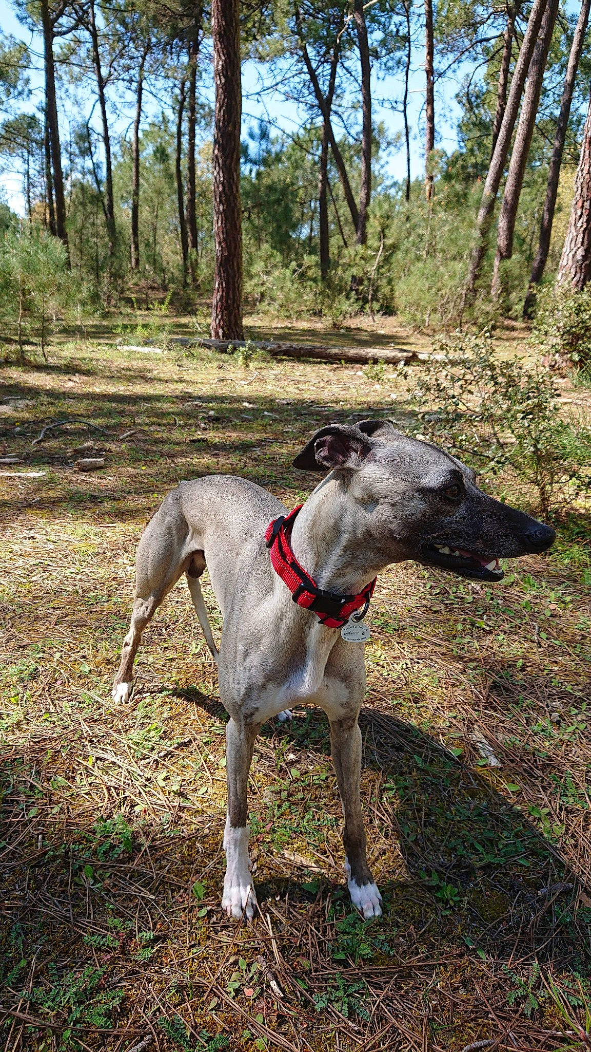 Ryo a rejoint le concours — aidez-le/la à gagner de superbes lots ! canidae, carnivore, collar, companion_dog, dog, dog_breed, dog_collar, fawn, forest, grass, pet_supply, plant, rampur_greyhound, sky, snout, sporting_group, tail, tree, woodland, working_animal