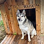 dog, husky, doghouse, wooden, outdoor, pet, animal, sitting, canine, nature, grass, tree, fur, ears, face, paw, looking, wood, planks, rustic