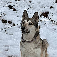 Naya a rejoint le concours — aidez-le/la à gagner de superbes lots ! dog, snow, winter, outdoor, animal, pet, fur, collar, canine, nature, forest, cold, sitting, alert, ears, whiskers, muzzle, brown, white, grey