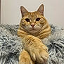 Rouckie a rejoint le concours — aidez-le/la à gagner de superbes lots ! cat, orange_tabby, fluffy_blanket, paws, crossed_paws, close_up, indoor, pet, feline, whiskers, ears, fur, relaxed, cozy, domestic_cat, animal, cute, portrait, soft_texture, resting