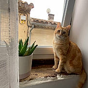 Rouckie a rejoint le concours — aidez-le/la à gagner de superbes lots ! cat, ginger_cat, windowsill, indoor, plant, succulent, potted_plant, window, curious, pet, animal, feline, orange_fur, tail, building, roof, satellite_dish, curtain, daylight, home