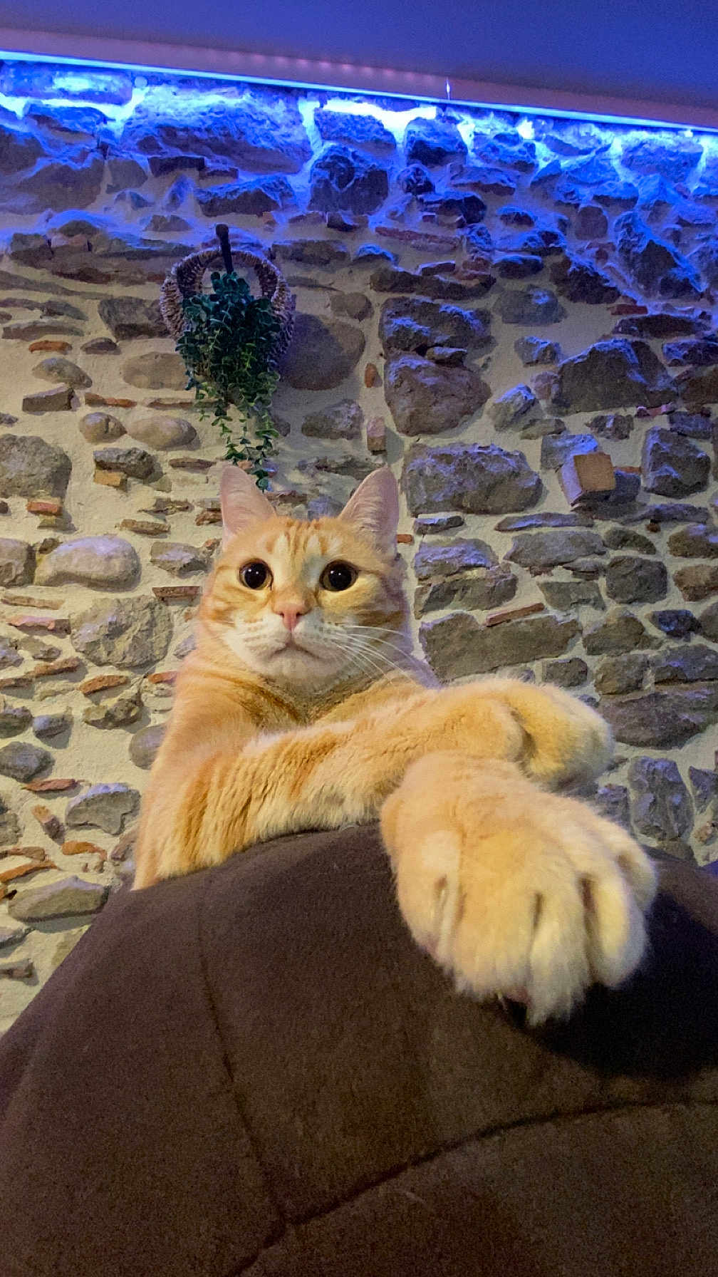 Rouckie a rejoint le concours — aidez-le/la à gagner de superbes lots ! cat, orange_tabby, paws, stone_wall, indoor, plant, basket, blue_lights, curious, pet, feline, close_up, relaxed, animal, mammal, whiskers, ears, fur, home, cozy