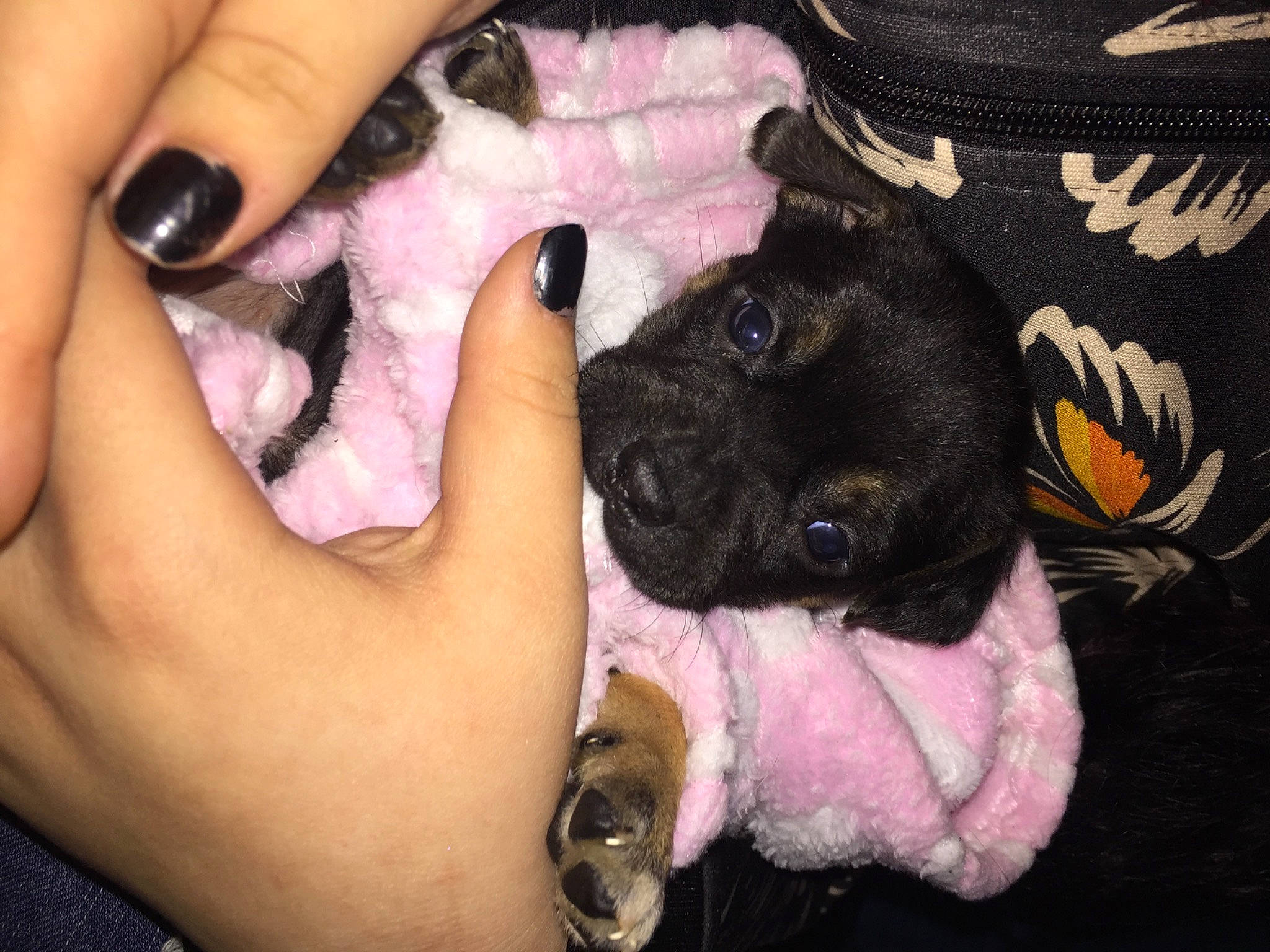 Roxie is registered to the contest to win money with this photo: carnivore, companion_dog, dog, dog_breed, fawn, felidae, finger, foot, fur, gesture, hand, nail, paw, pink, small_to_medium_sized_cats, snout, sporting_group, thumb, toy_dog, wrist