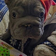 Peanut Aka Mr.p is registered to the contest to win money with this photo: app_icons, bed, bedding, big_eyes, blanket, closeup, cozy, curious, dog, french_bulldog, gray_coat, hoodie, indoor, notification_badge, orange_hood, pet, phone_screen, portrait, puppy, wrinkled_face