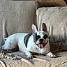 animal, black_and_white, blanket, collar, couch, dog, ears, french_bulldog, happy, home, indoor, lying_down, pet, portrait, rope_toy, shorthaired, sitting, smiling, tongue, wooden_wall