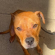 Princess joined the competition — help win amazing prizes! dog, brown, pet, canine, looking_up, outdoor, concrete, shadow, ears, whiskers, nose, paws, fur, animal, companion, closeup, sunlight, expression, sitting, friendly