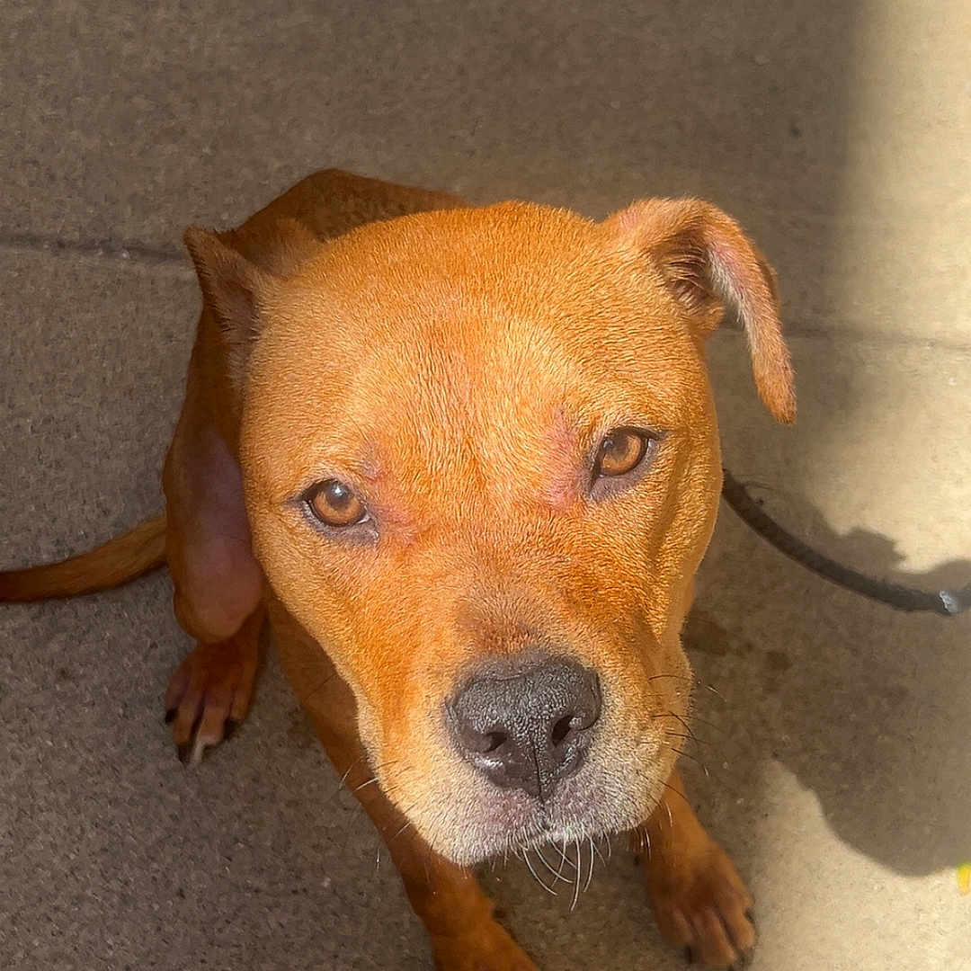Princess joined the competition — help win amazing prizes! animal, brown, canine, closeup, companion, concrete, dog, ears, expression, friendly, fur, looking_up, nose, outdoor, paws, pet, shadow, sitting, sunlight, whiskers