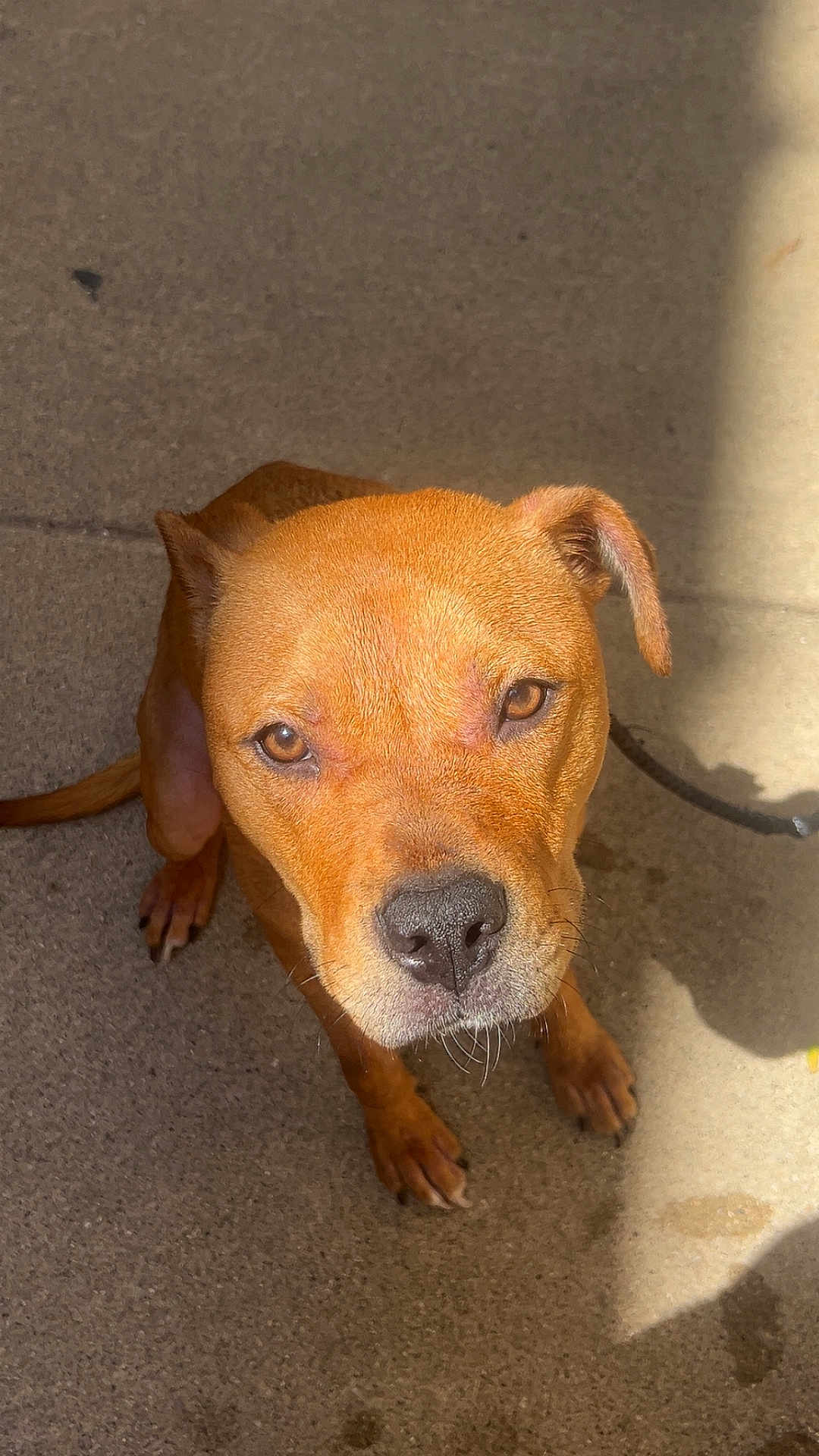 Princess joined the competition — help win amazing prizes! dog, brown, pet, canine, looking_up, outdoor, concrete, shadow, ears, whiskers, nose, paws, fur, animal, companion, closeup, sunlight, expression, sitting, friendly