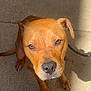 Princess is registered to the contest to win money with this photo: dog, brown, pet, canine, looking_up, outdoor, concrete, shadow, ears, whiskers, nose, paws, fur, animal, companion, closeup, sunlight, expression, sitting, friendly