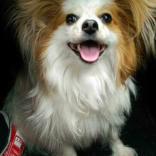 Tyson