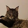 Neptune a rejoint le concours — aidez-le/la à gagner de superbes lots ! asian, carnivore, cat, domestic_long_haired_cat, domestic_short_haired_cat, dragon_li, european_shorthair, felidae, fur, kitten, maine_coon, mammal, norwegian_forest_cat, oriental_longhair, pixie_bob, small_to_medium_sized_cats, tabby_cat, vertebrate, whiskers