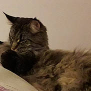 Neptune a rejoint le concours — aidez-le/la à gagner de superbes lots ! asian, british_semi_longhair, carnivore, cat, domestic_long_haired_cat, domestic_short_haired_cat, dragon_li, ear, european_shorthair, felidae, fur, kitten, maine_coon, mammal, nap, nebelung, norwegian_forest_cat, small_to_medium_sized_cats, tabby_cat, whiskers