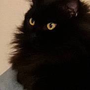 Smoothie participe au concours pour gagner de l'argent avec cette photo : asian_semi_longhair, black, black_cat, bombay, british_longhair, british_semi_longhair, carnivore, cat, domestic_long_haired_cat, eye, felidae, fur, mammal, norwegian_forest_cat, persian, small_to_medium_sized_cats, snout, turkish_angora, vertebrate, whiskers