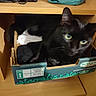 Moustache participe au concours pour gagner de l'argent avec cette photo : animal, black_cat, cardboard_box, cat, closeup, clothing, cozy, curious, cute, domestic_animal, feline, furniture, green_eyes, household, indoor, pet, resting, sitting, soft_lighting, wooden_shelf