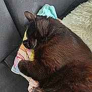 Moustache participe au concours pour gagner de l'argent avec cette photo : animal, black_cat, blanket, cat, closeup, couch, cozy, domestic_cat, feline, fur, indoor, nap, paw, pet, relaxing, resting, sleeping, soft, towel, whiskers