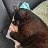 animal, black_cat, blanket, cat, closeup, couch, cozy, domestic_cat, feline, fur, indoor, nap, paw, pet, relaxing, resting, sleeping, soft, towel, whiskers