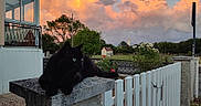 Moustache participe au concours pour gagner de l'argent avec cette photo : animal, black_cat, cat, clouds, fence, flowers, garden, grass, house, nature, outdoor, pet, roses, scenic, sky, stone_pillar, sunset, tree, white_fence, window