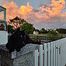 animal, black_cat, cat, clouds, fence, flowers, garden, grass, house, nature, outdoor, pet, roses, scenic, sky, stone_pillar, sunset, tree, white_fence, window