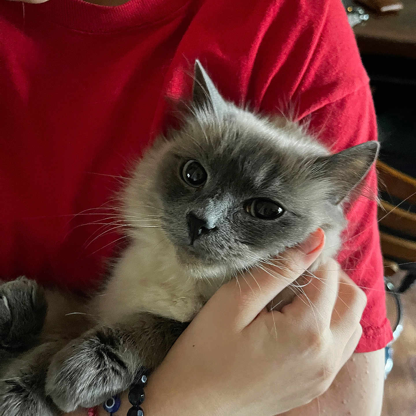 Oliver joined the competition — help win amazing prizes! animal, bracelet, cat, closeup, cozy, cute, domestic_animal, face, friendly, furry, hand, holding, indoors, mammal, person, pet, red_shirt, relaxed, whiskers, young