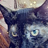 Flora is registered to the contest to win money with this photo: cat, tortoiseshell_cat, person, glasses, hair, purple_clothing, indoors, close_up, face, pet, animal, bokeh, light_effect, portrait, whiskers, yellow_eyes, fur, head, eyewear, blur