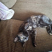Flora is registered to the contest to win money with this photo: cat, tortoiseshell_cat, pet, feline, lying_down, couch, striped_couch, indoor, cozy, blanket, fur, whiskers, curious, wide_eyes, resting, domestic_animal, cute, relaxed, soft_texture, animal