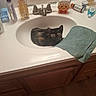 Flora is registered to the contest to win money with this photo: cat, sink, bathroom, tortoiseshell_cat, towel, toiletries, soap_dispenser, faucet, countertop, cabinet, wooden_floor, mirror, bottle, cleaning_supplies, pet, indoor, curious, resting, small_space, domestic