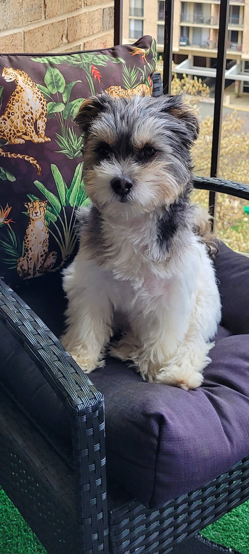 Maltese Shih Tzu
