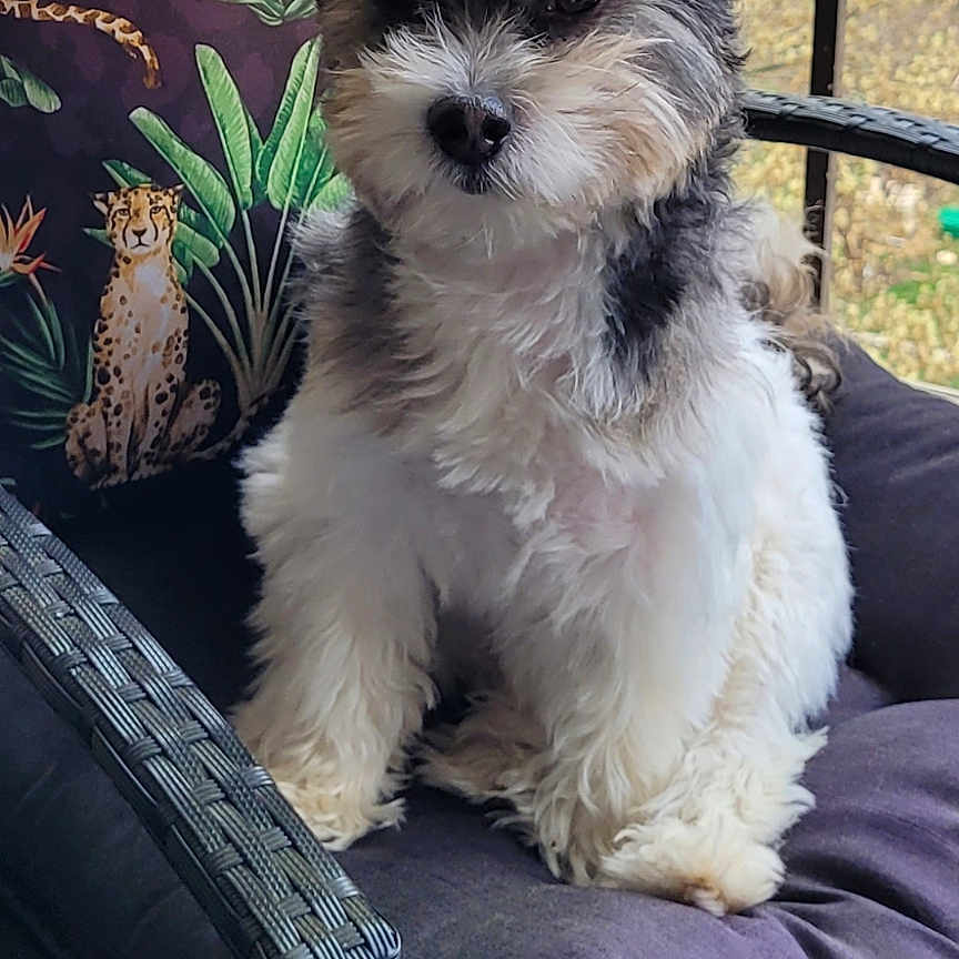 Maltese Shih Tzu