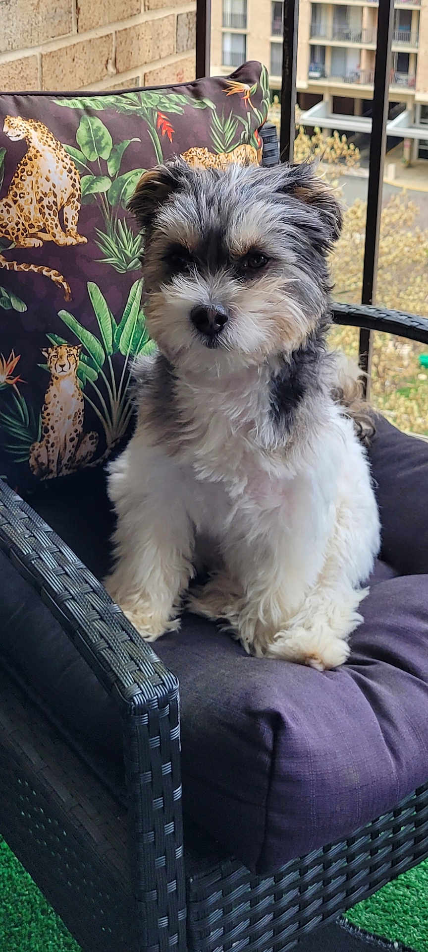 Maltese Shih Tzu
