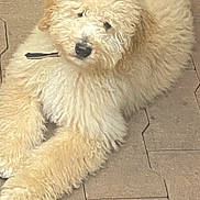 Charly a rejoint le concours — aidez-le/la à gagner de superbes lots ! animal, canine, close_up, companion, cream_color, curled_tail, curly_fur, cute, dog, domestic_animal, fluffy, fur_texture, leash, light_brown, outdoor, pavement, pavement_tiles, pet, relaxed, resting