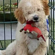 Charly a rejoint le concours — aidez-le/la à gagner de superbes lots ! dog, puppy, toy, cage, playful, fluffy, furry, pet, animal, cute, indoor, brown, sitting, mouth, fence, young, domestic, guard, companion, canine