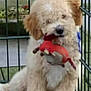 dog, puppy, toy, cage, playful, fluffy, furry, pet, animal, cute, indoor, brown, sitting, mouth, fence, young, domestic, guard, companion, canine