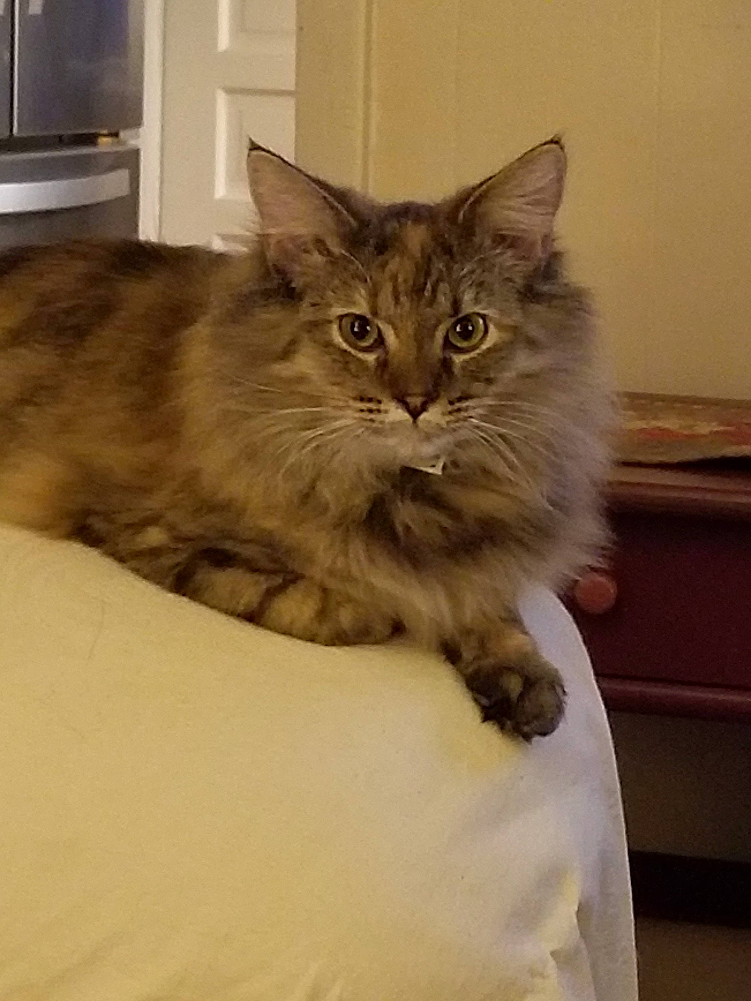 Bridget joined the competition — help win amazing prizes! asian, asian_semi_longhair, british_semi_longhair, carnivore, cat, cymric, domestic_long_haired_cat, domestic_short_haired_cat, fawn, felidae, kitten, maine_coon, mammal, norwegian_forest_cat, ragamuffin, siberian, small_to_medium_sized_cats, tabby_cat, vertebrate, whiskers