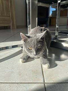 Tao participe au concours pour gagner de l'argent avec cette photo : carnivore, cat, cat_toy, curious, domestic_short_haired_cat, door, felidae, fur, grey, monochrome, monochrome_photography, russian_blue, small_to_medium_sized_cats, snout, tail, whiskers