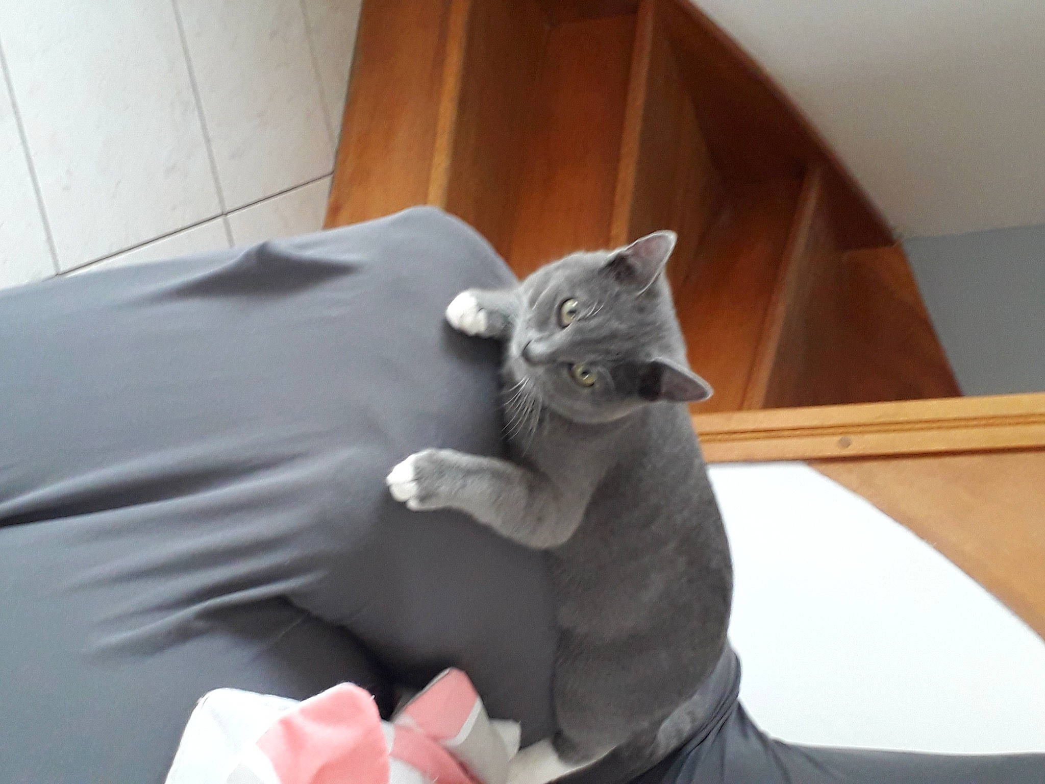 Tao participe au concours pour gagner de l'argent avec cette photo : art, carmine, carnivore, cat, comfort, domestic_short_haired_cat, felidae, fur, gesture, grey, metal, sculpture, small_to_medium_sized_cats, snout, statue, tail, toy, whiskers, window, wood