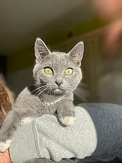 Tao participe au concours pour gagner de l'argent avec cette photo : carnivore, cat, domestic_short_haired_cat, ear, felidae, fur, grey, russian_blue, sitting, small_to_medium_sized_cats, snout, tail, terrestrial_animal, whiskers, wildlife