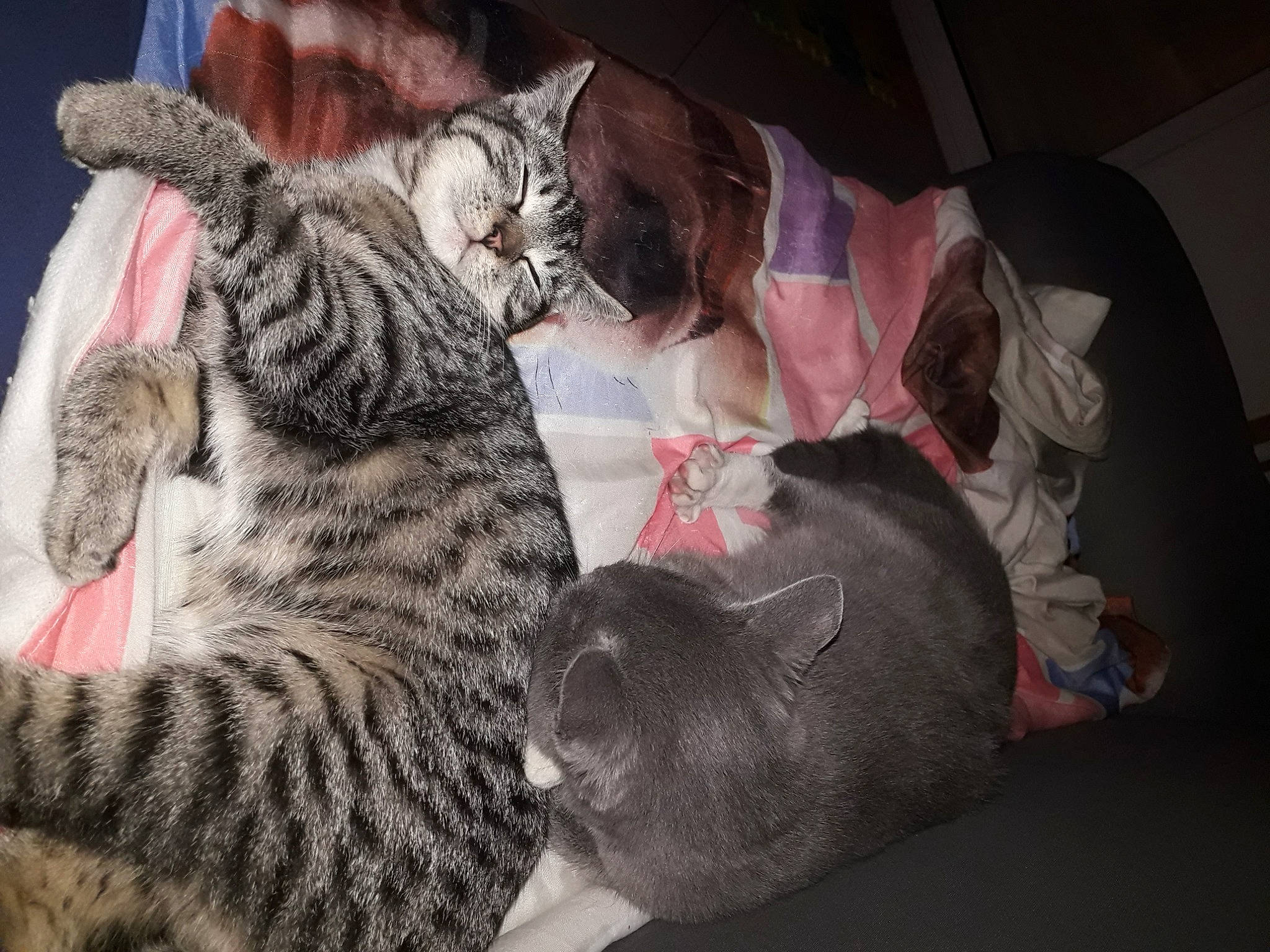 Tigresse a rejoint le concours — aidez-le/la à gagner de superbes lots ! big_cats, carnivore, cat, claw, comfort, domestic_short_haired_cat, fawn, felidae, fur, nap, pattern, paw, sleep, small_to_medium_sized_cats, snout, tail, terrestrial_animal, toy, whiskers