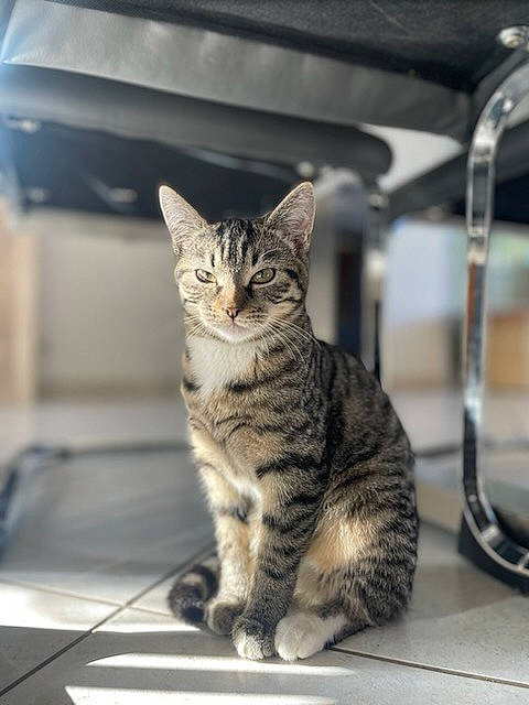 Tigresse participe au concours pour gagner de l'argent avec cette photo : carnivore, cat, claw, domestic_short_haired_cat, felidae, fur, paw, sitting, small_to_medium_sized_cats, snout, tail, terrestrial_animal, whiskers, wildlife