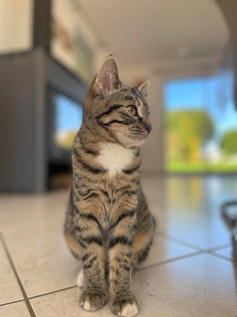 Tigresse a rejoint le concours — aidez-le/la à gagner de superbes lots ! carnivore, cat, claw, domestic_short_haired_cat, felidae, floor, flooring, foot, fur, hardwood, paw, sitting, small_to_medium_sized_cats, snout, tail, terrestrial_animal, whiskers, wildlife, wood