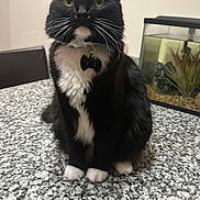 Gatsby joined the competition — help win amazing prizes! cat, tuxedo_cat, black_and_white, pet, animal, domestic_cat, whiskers, collar, indoor, countertop, fish_tank, aquarium, plant, sitting, fur, closeup, eyes, home_interior, decoration, table