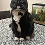 cat, tuxedo_cat, black_and_white, pet, animal, domestic_cat, whiskers, collar, indoor, countertop, fish_tank, aquarium, plant, sitting, fur, closeup, eyes, home_interior, decoration, table