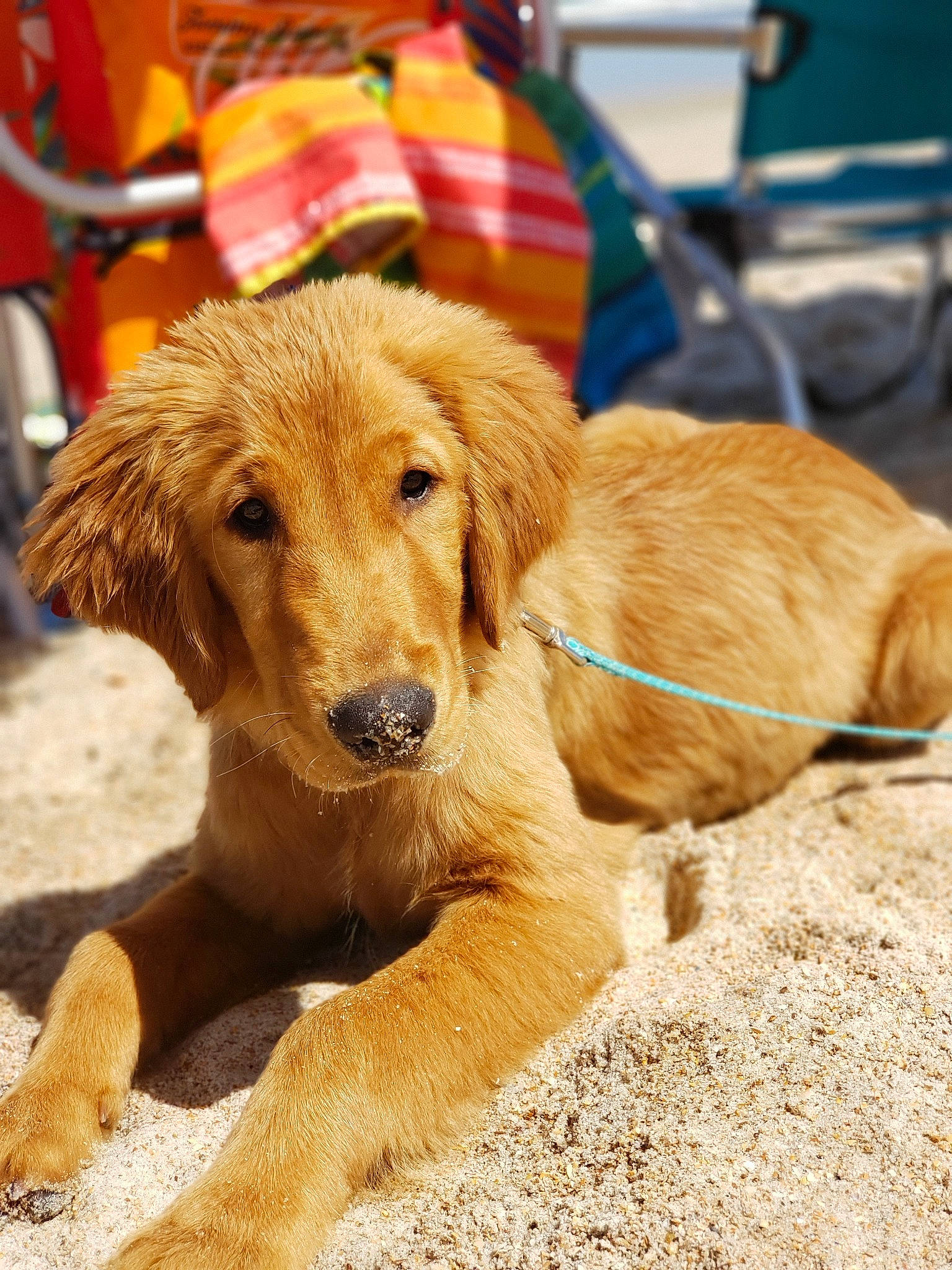 Dude joined the competition — help win amazing prizes! canidae, carnivore, companion_dog, dog, dog_breed, fawn, flat_coated_retriever, golden_retriever, mammal, nova_scotia_duck_tolling_retriever, puppy, retriever, snout, sporting_group, vertebrate