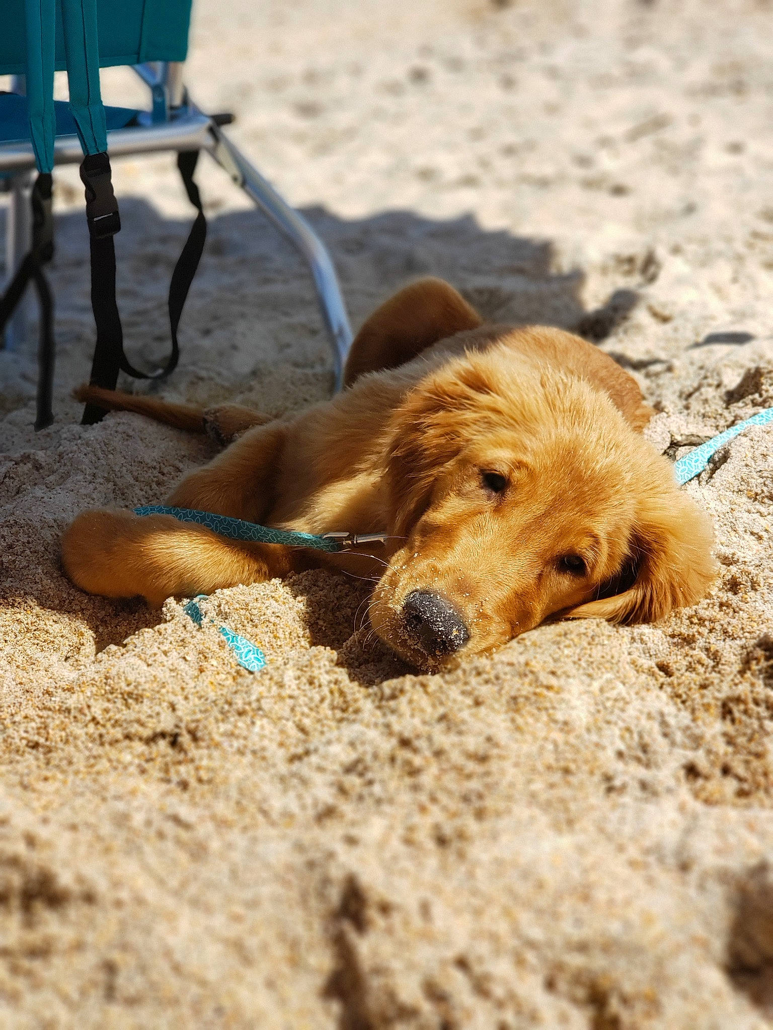 Dude is registered to the contest to win money with this photo: canidae, carnivore, companion_dog, dog, dog_breed, fawn, golden_retriever, mammal, sand, snout, sporting_group, styrian_coarse_haired_hound