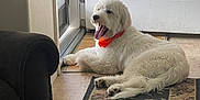 Oliver is registered to the contest to win money with this photo: dog, white_dog, yawning, collar, orange_collar, lying_down, rug, floral_rug, door, indoor, carpet, armchair, furniture, pet, animal, floor, relaxed, home, light, cozy