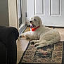 dog, white_dog, yawning, collar, orange_collar, lying_down, rug, floral_rug, door, indoor, carpet, armchair, furniture, pet, animal, floor, relaxed, home, light, cozy