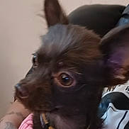 Little Shakita. is registered to the contest to win money with this photo: dog, small_dog, pet, close_up, brown_fur, large_eyes, ears_up, collar, pink_clothing, blue_clothing, tattoo, person, arm, indoor, seated, looking_away, animal, companion, cute, domestic_animal