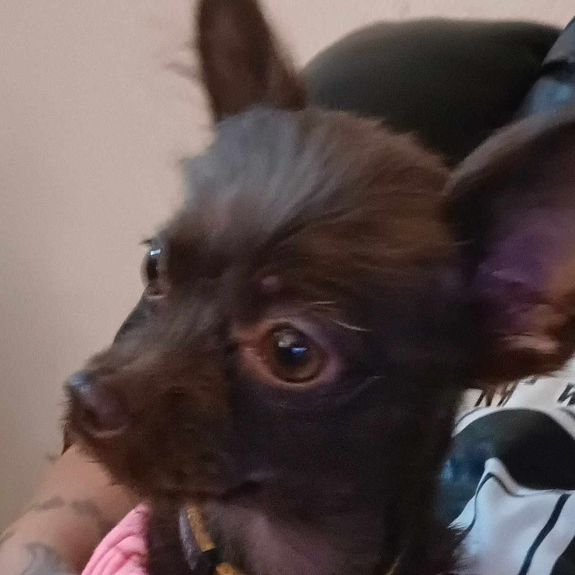 Little Shakita. is registered to the contest to win money with this photo: dog, small_dog, pet, close_up, brown_fur, large_eyes, ears_up, collar, pink_clothing, blue_clothing, tattoo, person, arm, indoor, seated, looking_away, animal, companion, cute, domestic_animal