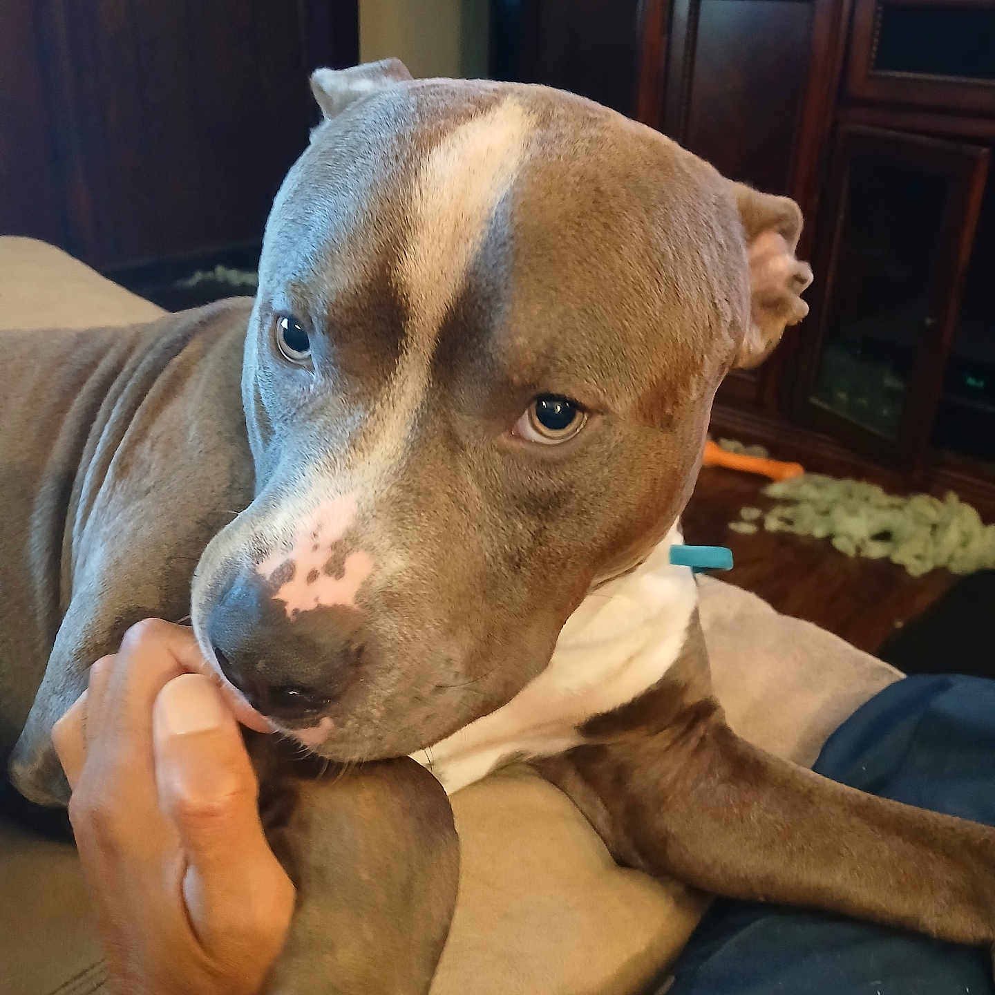 His Name Is Zb is registered to the contest to win money with this photo: brown_dog, canine, close_up, comfort, couch, dog, domestic_animal, ears, fur, hand, indoor, living_room, paw, pet, playful, resting, snout, toy, white_markings, wooden_furniture