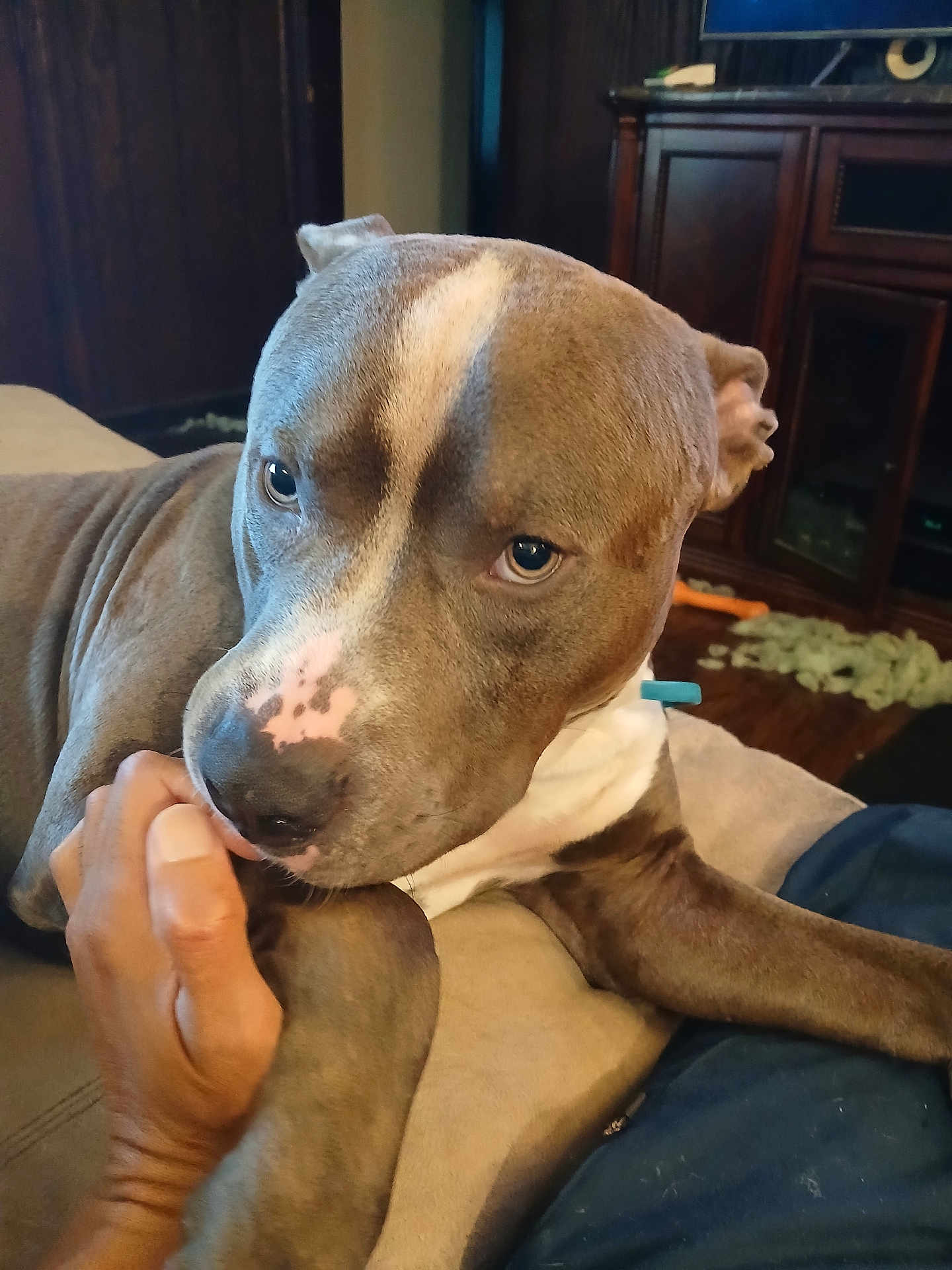 His Name Is Zb is registered to the contest to win money with this photo: dog, paw, hand, couch, living_room, wooden_furniture, toy, brown_dog, white_markings, close_up, pet, domestic_animal, indoor, resting, playful, canine, fur, snout, ears, comfort